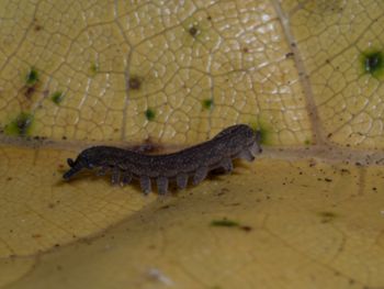 Media type: image; Invertebrate Zoology 152095